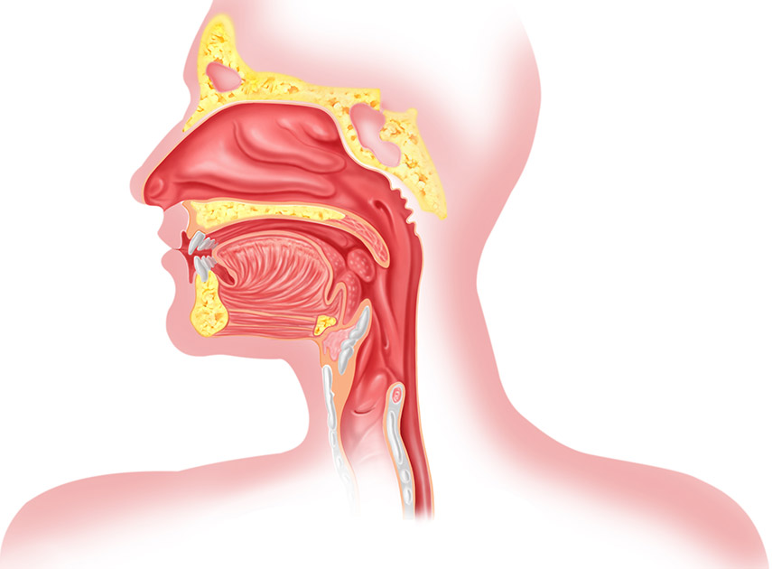 Medical-illustration-of-mouth-and-nose