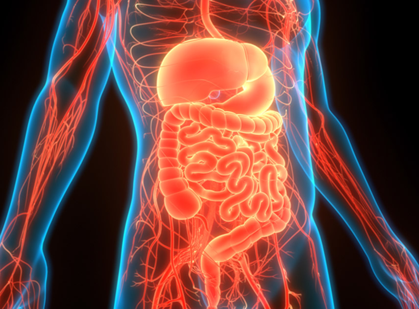 Digital-illustration-of-the-human-digestive-system